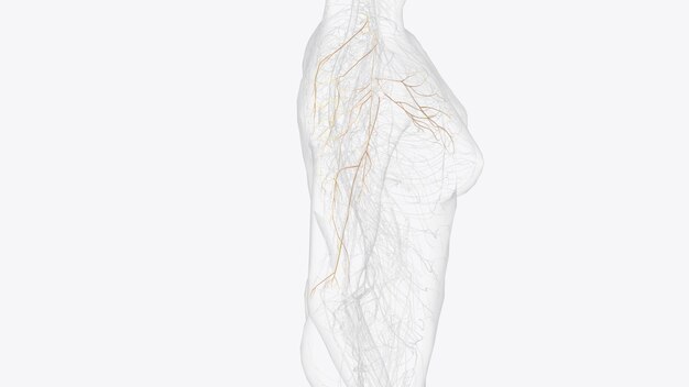 Photo collateral branches of right brachial plexus