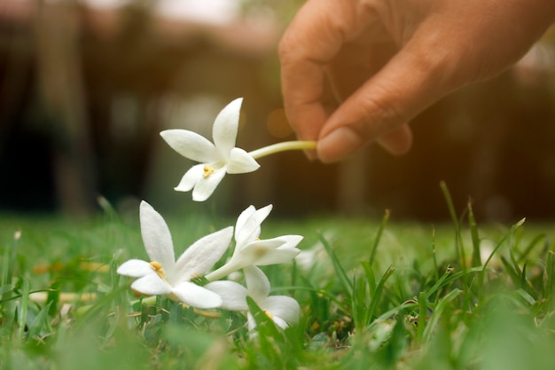 芝生の上に落ちる庭の花を集める。