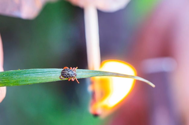 Collect and search for ticks. Encephalitic tick in a man's hand on a green background. Dangerous blood-sucking arthropod animal transfers viruses and diseases.