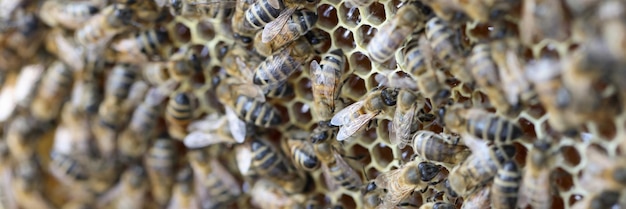 Collected bee pollen is placed in honeycomb beekeeping concept