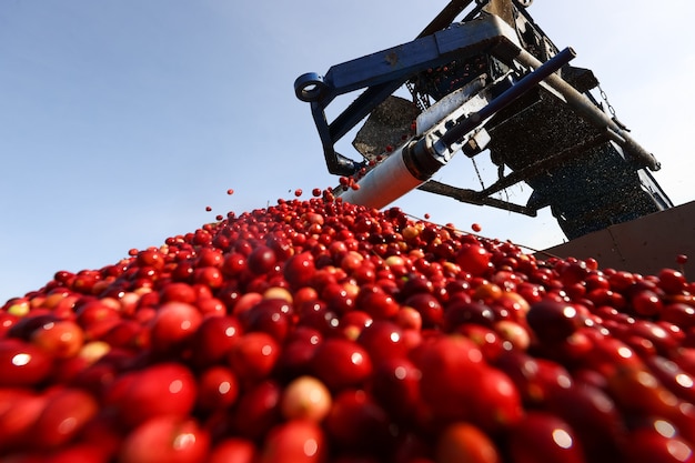 Collected cranberries on a conveyor belt