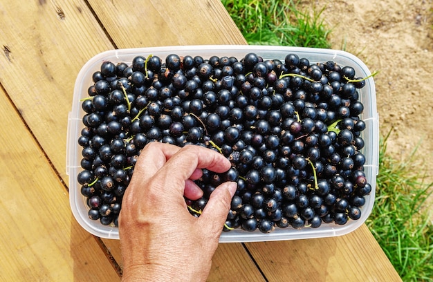 Collected currants in a plastic container on a wooden bench. Mix of black, red and yellow currants