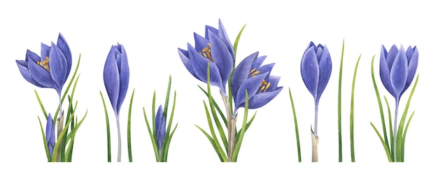 Collectie aquarel paarse krokussen Hand getrokken botanische illustratie