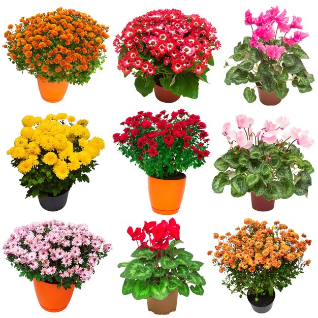 Collectie bloemen chrysanthemum cineraria en cyclamen veelkleurige in pot geïsoleerd op witte achtergrond Hallo lente mooie plant tuin concept natuur Pasen liefde plat lag bovenaanzicht