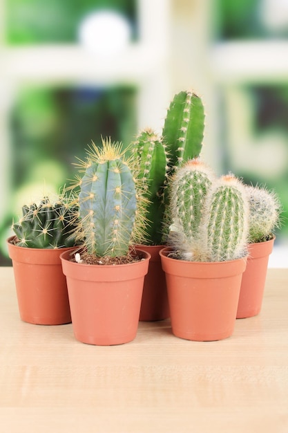 Collectie cactussen op vensterbank