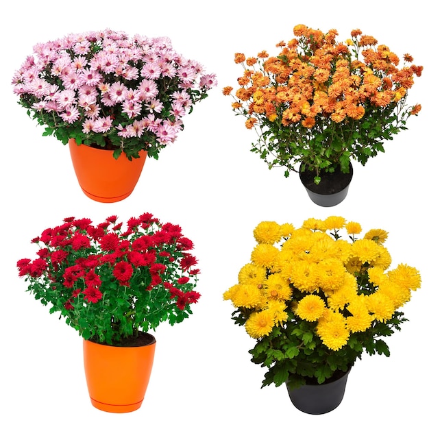 Collectie chrysant bloemen veelkleurige herfst in pot geïsoleerd op witte achtergrond Hallo lente mooie plant tuin concept natuur Pasen liefde plat lag bovenaanzicht