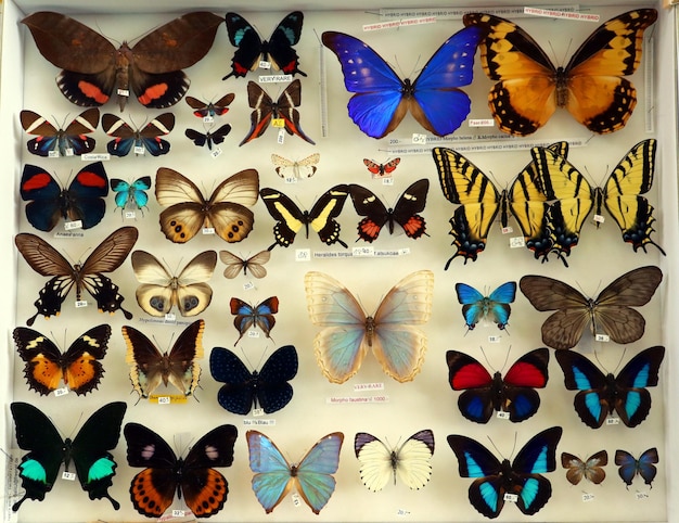 Collectie insecten kleurrijke vlinders entomologische collectie veel verschillende vlinders