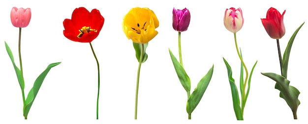 Foto collectie kleurrijke verschillende bloemen tulpen geïsoleerd op een witte achtergrond lente tijd mooie bloemen delicate compositie creatief concept plat lag bovenaanzicht