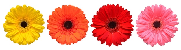 Collectie mooie delicate bloemen gerbera's geïsoleerd op witte achtergrond Modieuze creatieve bloemensamenstelling Zomer lente Plat lag bovenaanzicht