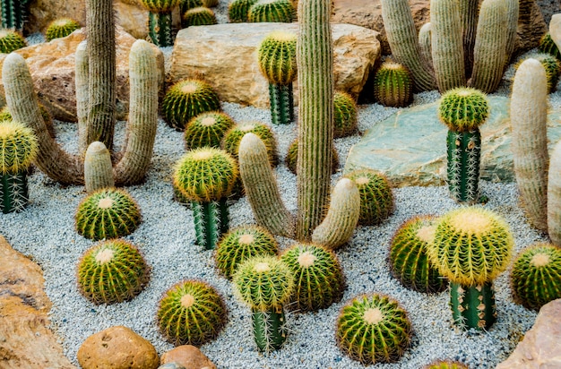 Collectie prachtige stekelige cactussen in de kas