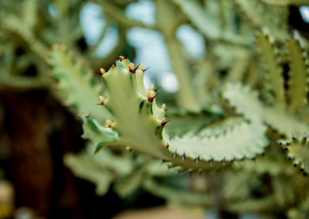 Collectie prachtige stekelige cactussen in de kas