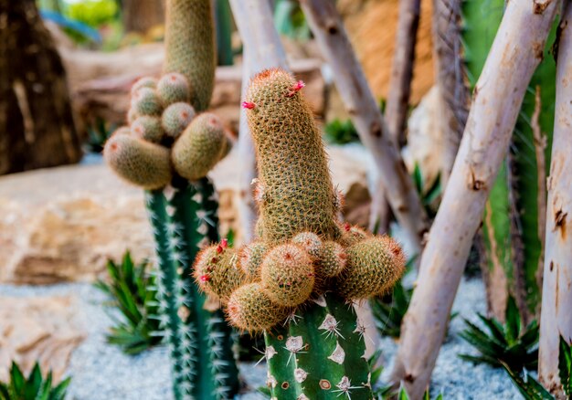 Collectie prachtige stekelige cactussen in de kas