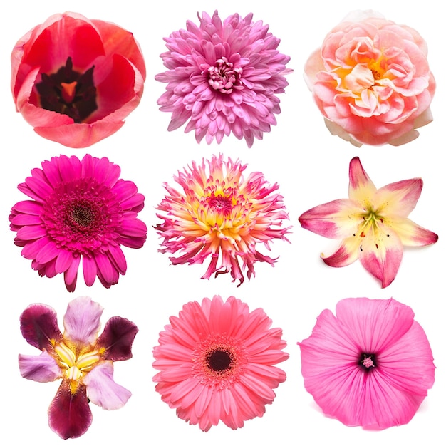 Collectie roze bloemen hoofd van tulp iris dahlia roos madeliefje lily gerbera chrysant geïsoleerd op witte achtergrond mooie bloemen delicate compositie plat lag bovenaanzicht