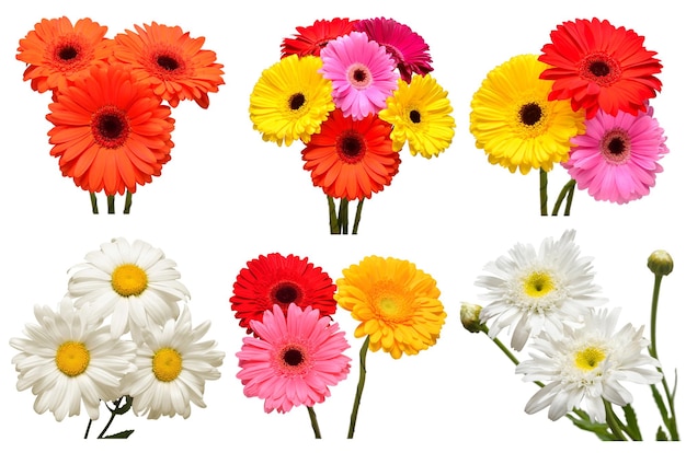 Collectie van bloemen witte margriet en veelkleurige gerbera calendula geïsoleerd op witte achtergrond Hallo lente mooie plant tuin concept natuur Pasen liefde plat lag bovenaanzicht