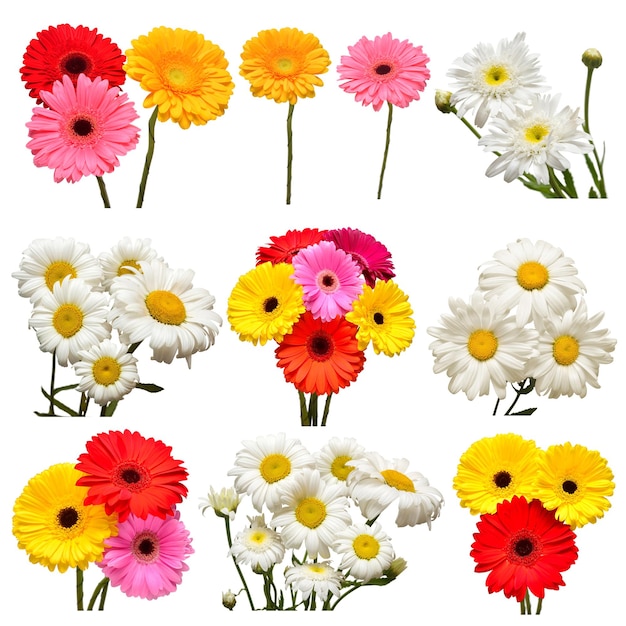 Collectie van bloemen witte margriet en veelkleurige gerbera geïsoleerd op witte achtergrond Hallo lente mooie plant tuin concept natuur Pasen liefde plat lag bovenaanzicht