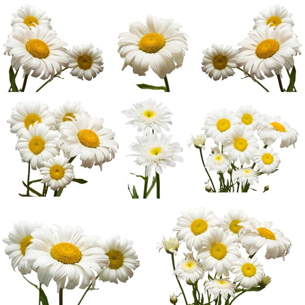 Collectie van bloemen witte margriet geïsoleerd op witte achtergrond