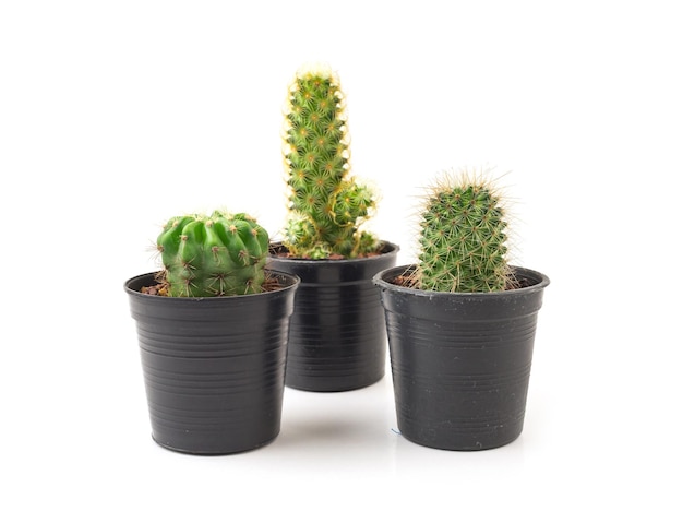 Collectie van kleine cactus in zwarte pot op witte achtergrond.
