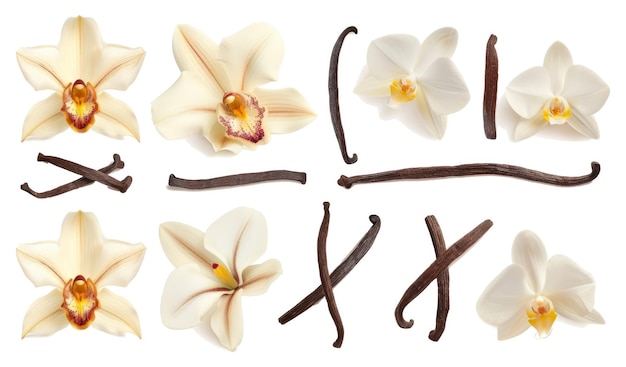 Collectie van vanille orchidee bloemen en vanille stokjes