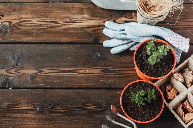 Collectie van verschillende kamerplanten, tuinhandschoenen, potgrond en Troffel op witte houten achtergrond. Potplanten kamerplanten achtergrond.