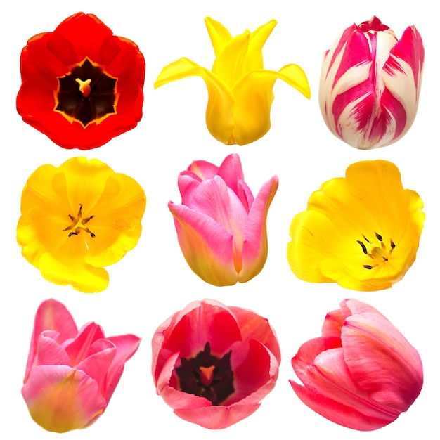 Collectie van verschillende vormen en soorten tulp bloemen geïsoleerd op een witte achtergrond. Rood, geel, roze. Platliggend, bovenaanzicht