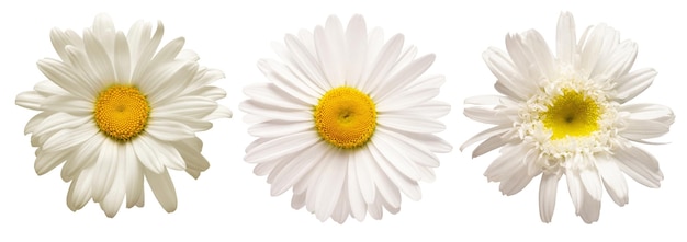 Collectie witte margriet hoofd bloem geïsoleerd op witte achtergrond Medische kamille Plat lag bovenaanzicht Bloemmotief object