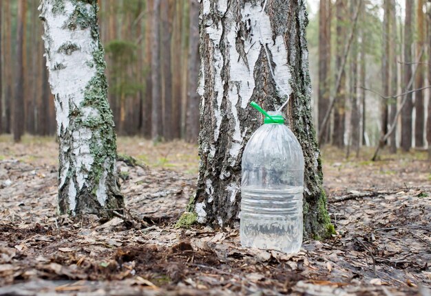 Photo collecting birch sap