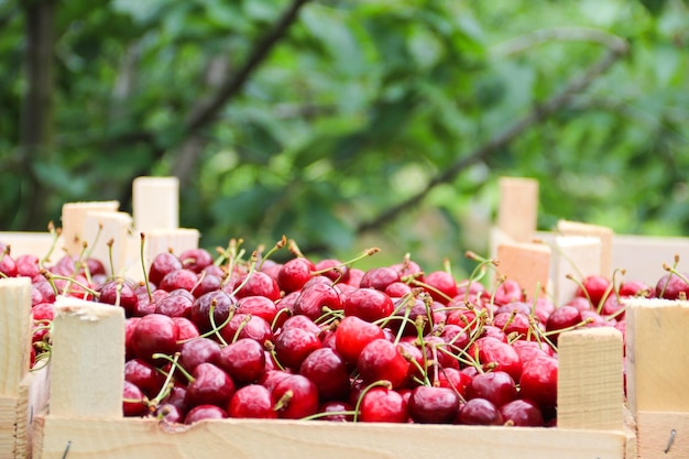 Сбор вишни в саду Ящики со свежесобранной красной вишней Промышленная вишня