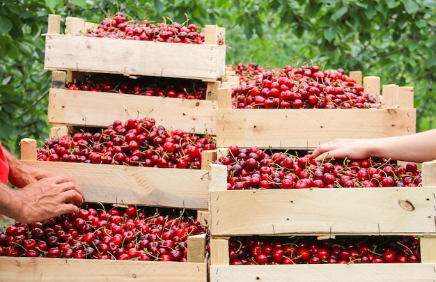 Сбор вишни в саду Ящики со свежесобранной красной вишней Промышленная вишня