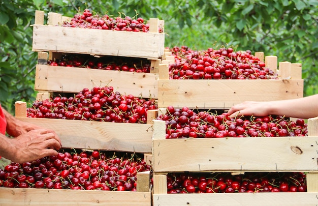 Collecting cherries in the garden The boxes are freshly picked red cherries Industrial cherry