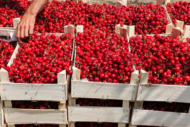 Collecting cherries in the garden The boxes are freshly picked red cherries