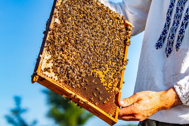 Collecting honey from honeycombs Apiculture Frames of a beehive