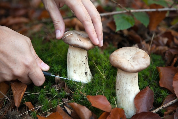 Photo collecting mushrooms in the woods