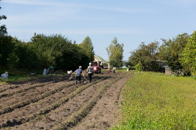 Collecting potatoes in the village in a subsidiary farm. manual labor and assistance with a small tractor. High quality photo