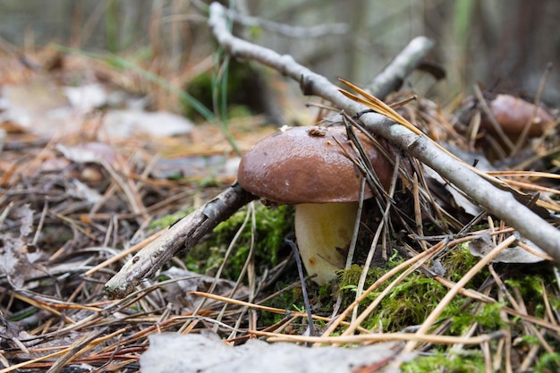 Collecting wild mushrooms suillus Autumn mushrooms Autumn forest mushrooms
