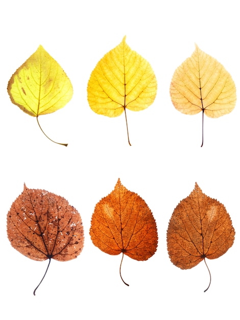 Collection of autumn leaves isolated on white background