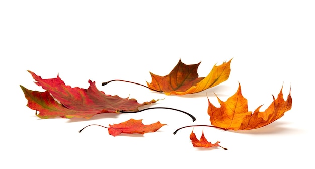 Collection of autumn leaves on white background. with shadows, clipping path  for isolation without shadows on white