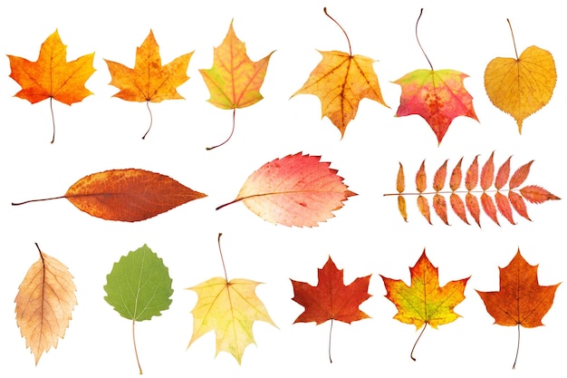 Collection of beautiful autumn leaves isolated on white background