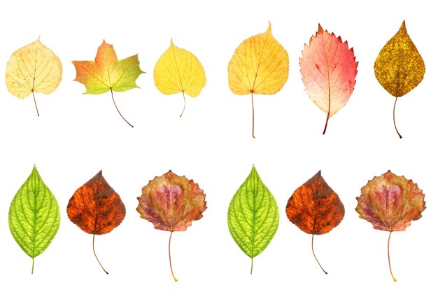 Photo collection of beautiful autumn leaves isolated on white background