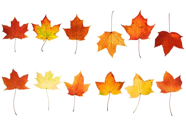 Collection of beautiful autumn leaves isolated on white background