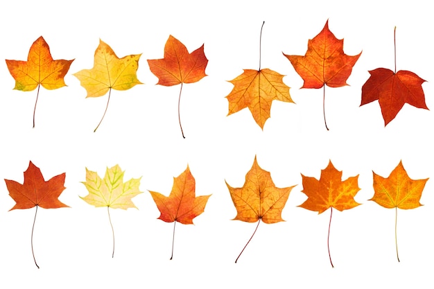 Collection of beautiful autumn leaves isolated on white background