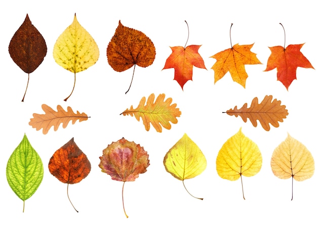 Collection of beautiful autumn leaves isolated on white background