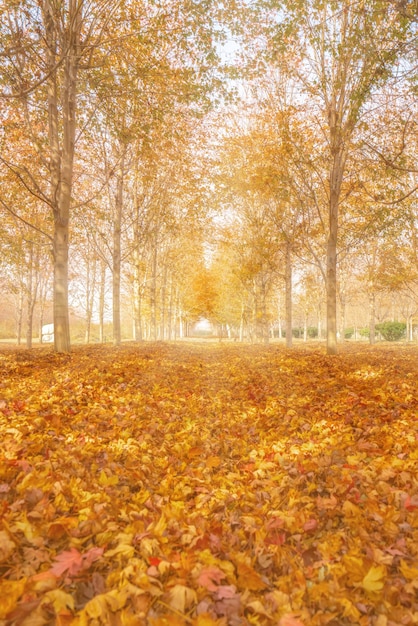 Collection of Beautiful Colorful Autumn Leaves / green, yellow, orange, red