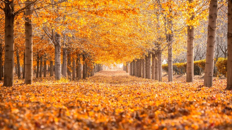Photo 아름다운 화려한 단풍 컬렉션 / 녹색, 노란색, 주황색, 빨간색