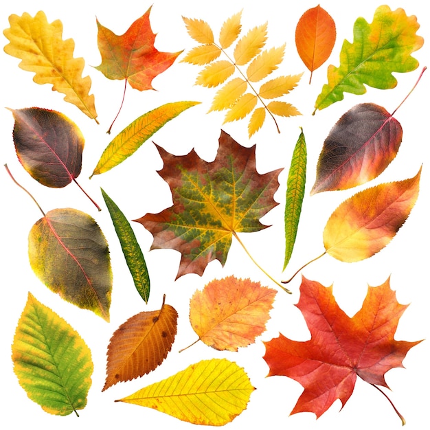 Коллекция красивых красочных осенних листьев, изолированные на белом фоне