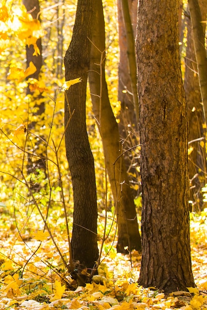 Collection of beautiful colorful autumn leaves. Nature and season concept.