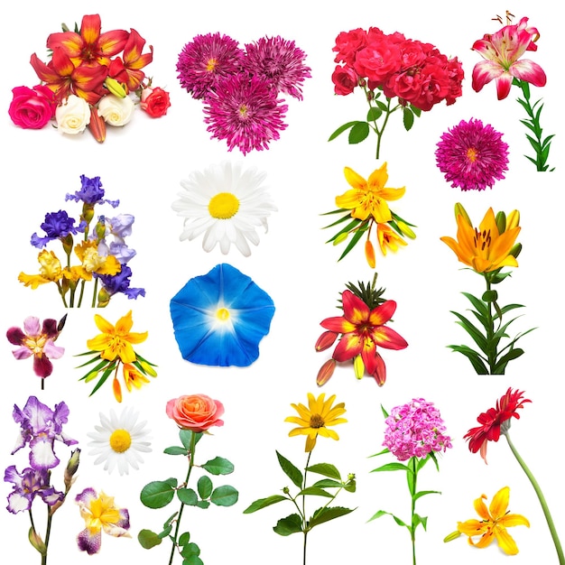 Collection of beautiful colorful flowers isolated on white background. Flat lay, top view