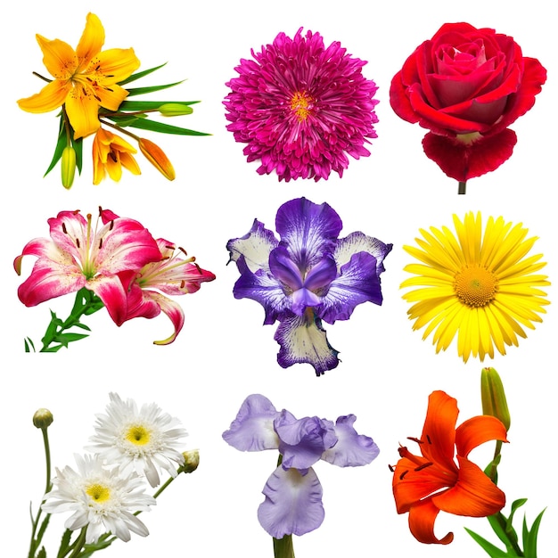 Collection of beautiful colorful flowers isolated on white background. Summer. Spring. Flat lay, top view. Love. Valentine's Day. Easter. Lilies, iris, chamomile, chrysanthemum, rose