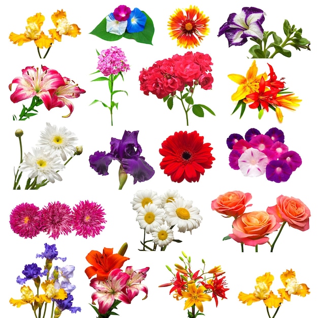 Photo collection of beautiful colorful flowers isolated on white background