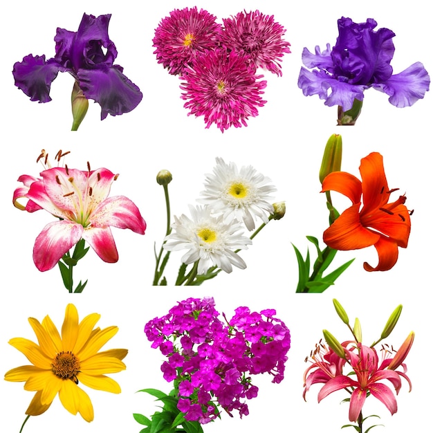 Collection of beautiful colorful flowers isolated on white background