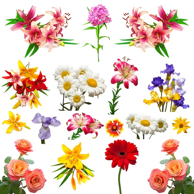 Photo collection of beautiful colorful flowers isolated on white background